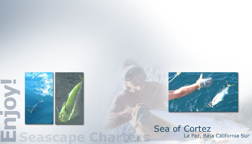 Seascape Charters - Sailboat, Powerboat, and RV Chartering in La Paz Mexico.